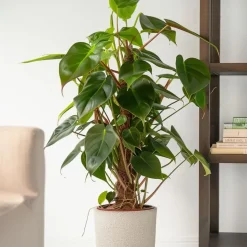 Philodendron - Philodendron Red Emerald Kratiste - Hoogte 70-80cm - ⌀19cm