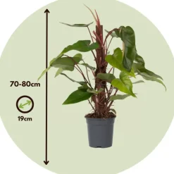 Philodendron - Philodendron Red Emerald Kratiste - Hoogte 70-80cm - ⌀19cm