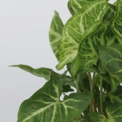 Pijlplant - Syngonium podophyllum 'Pixie' - Hoogte 25-40cm - ⌀12cm