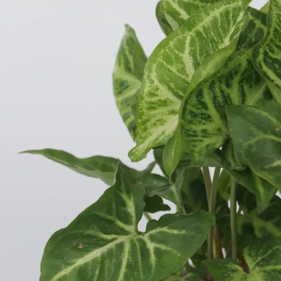 Pijlplant - Syngonium podophyllum 'Pixie' - Hoogte 25-40cm - ⌀12cm