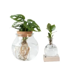 Plantenmix in glas - Set van 2 - Clusia, Monstera - Hoogte 15-35cm - ⌀20cm