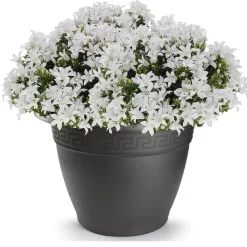 Plasticforte Plantenpot - antraciet - kunststof - rond - D43,5 cm