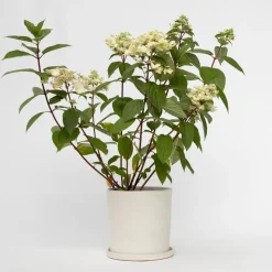 Pluimhortensia - Hydrangea paniculata 'Wim's Red' - Hoogte 25-40cm - ⌀19cm