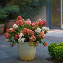 Pluimhortensia - Hydrangea paniculata 'Wim's Red' - Hoogte 25-40cm - ⌀19cm