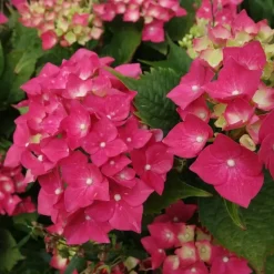 Pluimhortensia - Hydrangea paniculata 'Wim's Red' - Hoogte 25-40cm - ⌀19cm