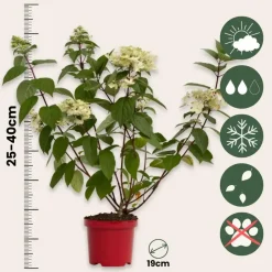 Pluimhortensia - Hydrangea paniculata 'Wim's Red' - Hoogte 25-40cm - ⌀19cm