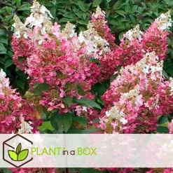 Pluimhortensia - Hydrangea paniculata 'Wim's Red' - Hoogte 25-40cm - ⌀19cm