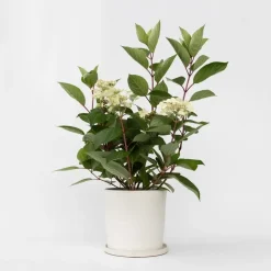 Pluimhortensia - Hydrangea paniculata 'Early Harry' - Hoogte 25-40cm - ⌀19cm