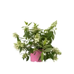 Pluimhortensia - Hydrangea paniculata 'Confetti' - Hoogte 25-40cm - ⌀19cm