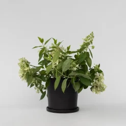 Pluimhortensia - Hydrangea paniculata 'Confetti' - Hoogte 25-40cm - ⌀19cm