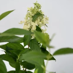 Pluimhortensia - Hydrangea paniculata 'Confetti' - Hoogte 25-40cm - ⌀19cm