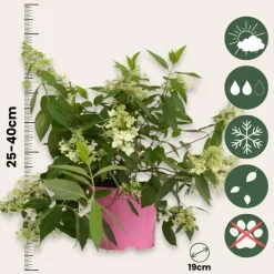 Pluimhortensia - Hydrangea paniculata 'Confetti' - Hoogte 25-40cm - ⌀19cm