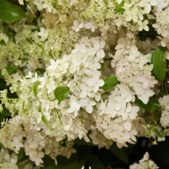 Pluimhortensia - Hydrangea paniculata 'Confetti' - Hoogte 25-40cm - ⌀19cm