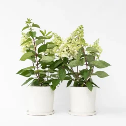 Pluimhortensia - Set van 2 - Hydrangea 'Candlelight' - Hoogte 25-40cm - ⌀19cm