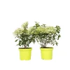 Pluimhortensia - Set van 2 - Hydrangea 'Bobo' - Hoogte 25-40cm - ⌀19cm