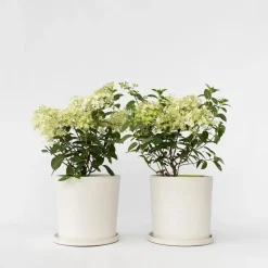 Pluimhortensia - Set van 2 - Hydrangea 'Bobo' - Hoogte 25-40cm - ⌀19cm