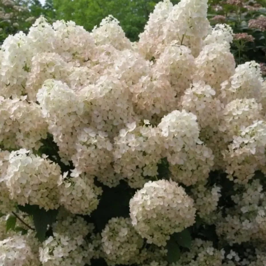 Pluimhortensia - Set van 2 - Hydrangea 'Bobo' - Hoogte 25-40cm - ⌀19cm