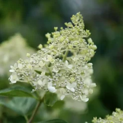 Pluimhortensia - Set van 2 - Hydrangea 'Bobo' - Hoogte 25-40cm - ⌀19cm
