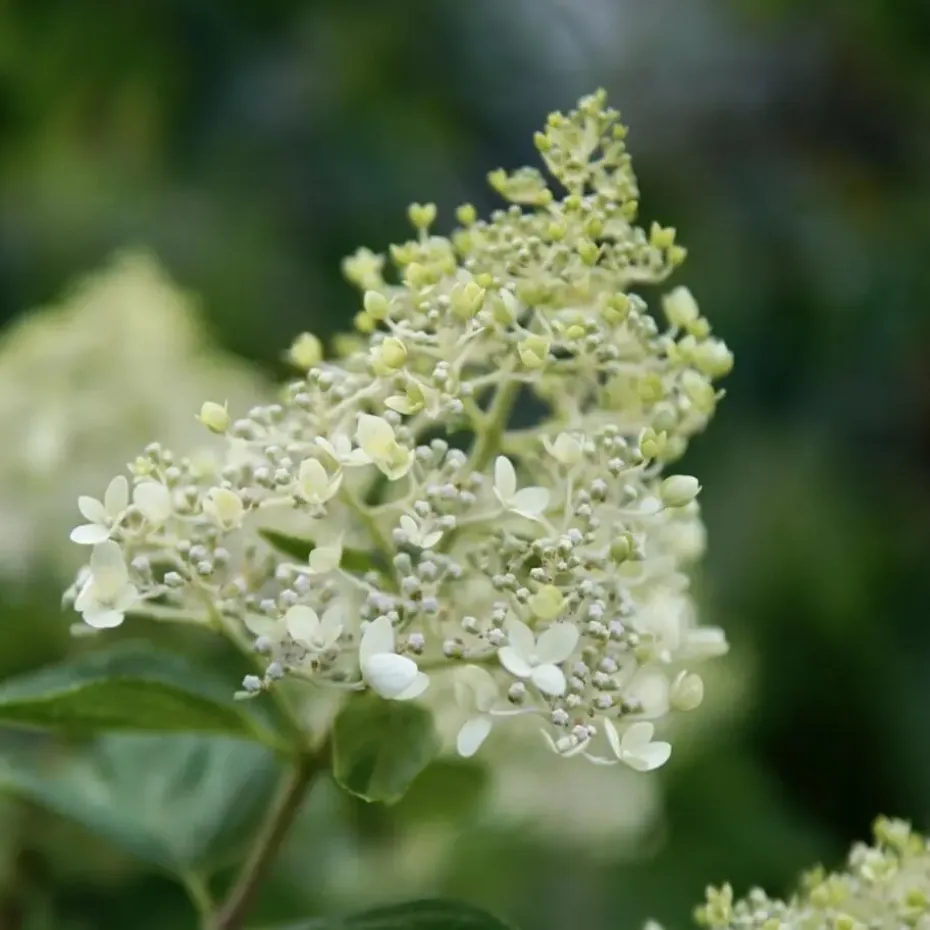 Pluimhortensia - Set van 2 - Hydrangea 'Bobo' - Hoogte 25-40cm - ⌀19cm