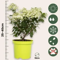Pluimhortensia - Set van 2 - Hydrangea 'Bobo' - Hoogte 25-40cm - ⌀19cm
