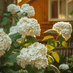 Pluimhortensia - Set van 2 - Hydrangea 'Bobo' - Hoogte 25-40cm - ⌀19cm