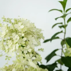 Pluimhortensia - Set van 2 - Hydrangea 'Bobo' - Hoogte 25-40cm - ⌀19cm