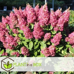Pluimhortensia - Set van 2 - Hydrangea 'Pinky Winky' - Hoogte 25-40cm - ⌀19cm