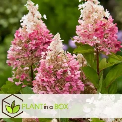Pluimhortensia - Set van 2 - Hydrangea 'Pinky Winky' - Hoogte 25-40cm - ⌀19cm