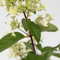 Pluimhortensia - Set van 2 - Hydrangea 'Pinky Winky' - Hoogte 25-40cm - ⌀19cm