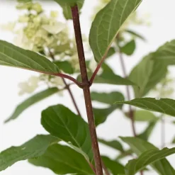 Pluimhortensia - Set van 2 - Hydrangea 'Pinky Winky' - Hoogte 25-40cm - ⌀19cm