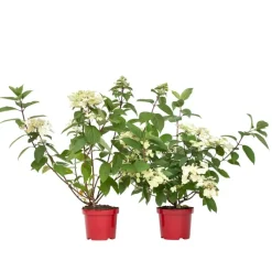 Pluimhortensia - Set van 2 - Hydrangea 'Wim's Red' - Hoogte 25-40cm - ⌀19cm