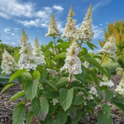 Pluimhortensia - Set van 2 - Hydrangea 'Confetti' - Hoogte 25-40cm - ⌀19cm