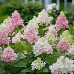 Pluimhortensia - Set van 4 - Hydrangea 'Pinky Winky' - Hoogte 25-40cm - ⌀19cm