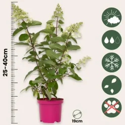 Pluimhortensia - Set van 4 - Hydrangea 'Pinky Winky' - Hoogte 25-40cm - ⌀19cm