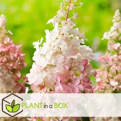 Pluimhortensia - Set van 4 - Hydrangea 'Pinky Winky' - Hoogte 25-40cm - ⌀19cm