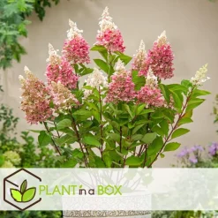 Pluimhortensia - Set van 4 - Hydrangea 'Pinky Winky' - Hoogte 25-40cm - ⌀19cm