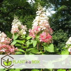 Pluimhortensia - Set van 4 - Hydrangea 'Pinky Winky' - Hoogte 25-40cm - ⌀19cm