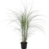 Prachtriet - Miscanthus sinensis 'Kleine Silberspinne - Hoogte 20-30cm - ⌀23cm