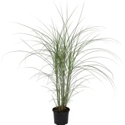 Prachtriet - Miscanthus sinensis 'Kleine Silberspinne - Hoogte 20-30cm - ⌀23cm
