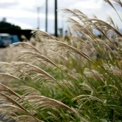 Prachtriet - Miscanthus sinensis 'Kleine Silberspinne - Hoogte 20-30cm - ⌀23cm