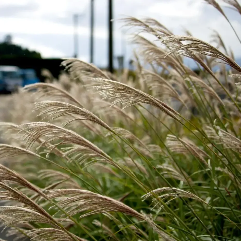 Prachtriet - Miscanthus sinensis 'Kleine Silberspinne - Hoogte 20-30cm - ⌀23cm