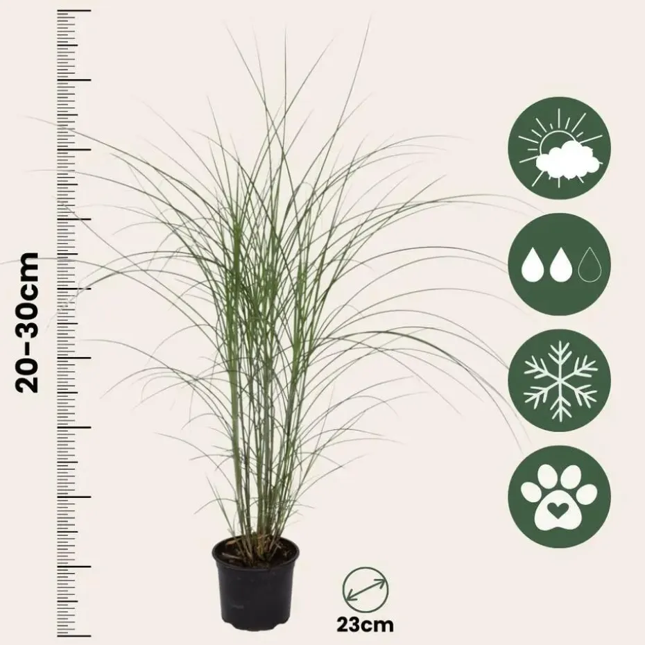 Prachtriet - Miscanthus sinensis 'Kleine Silberspinne - Hoogte 20-30cm - ⌀23cm