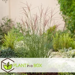 Prachtriet - Miscanthus sinensis 'Kleine Silberspinne - Hoogte 20-30cm - ⌀23cm