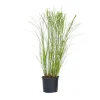 Prachtriet - Miscanthus sinensis 'Gracillimus' - Hoogte 40-60cm - ⌀23cm