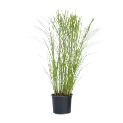 Prachtriet - Miscanthus sinensis 'Gracillimus' - Hoogte 40-60cm - ⌀23cm