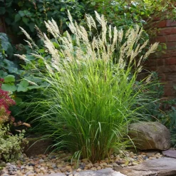 Prachtriet - Miscanthus sinensis 'Gracillimus' - Hoogte 40-60cm - ⌀23cm