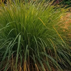 Prachtriet - Miscanthus sinensis 'Gracillimus' - Hoogte 40-60cm - ⌀23cm