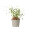 Prachtriet - Miscanthus sinensis 'Red Chief' - Hoogte 40-60cm - ⌀23cm