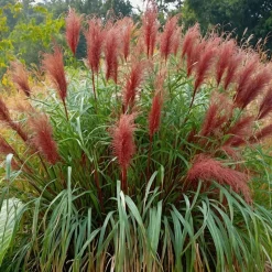 Prachtriet - Miscanthus sinensis 'Red Chief' - Hoogte 40-60cm - ⌀23cm