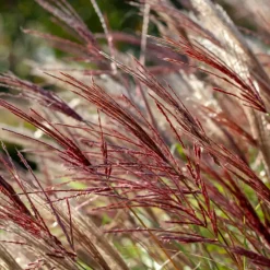 Prachtriet - Miscanthus sinensis 'Red Chief' - Hoogte 40-60cm - ⌀23cm